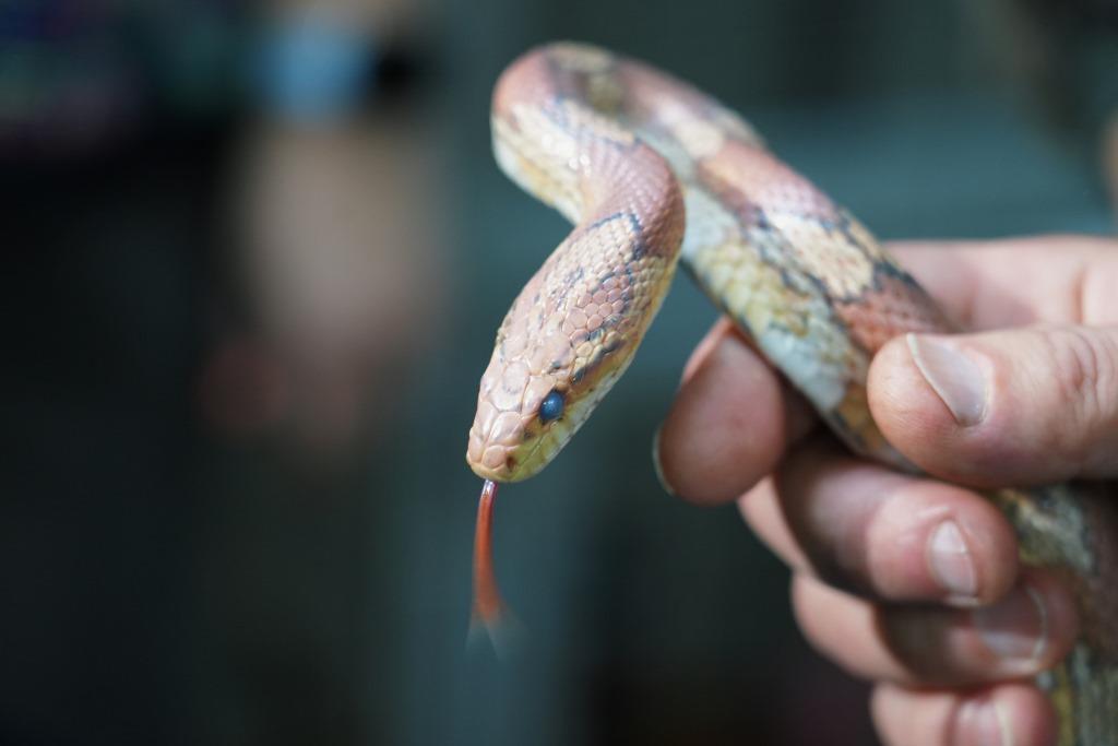 17 экзотических змей из Центра реабилитации диких животных переехали в новый дом – Ленинградский зоопарк - фото 1