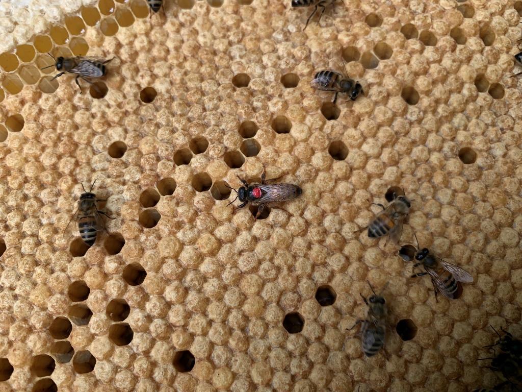 Мосприрода подготовила интеллектуальный квест «Пчелиная девятина» для всех знатоков пчёл - фото 5