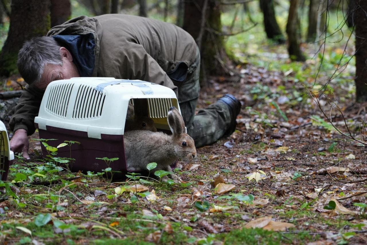 360 зайцев выпустили в Новой Москве специалисты столичного Департамента природопользования и охраны окружающей среды за два года - фото 1