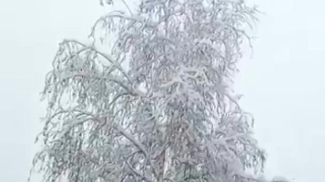 На Алтае выпал снег. Здравствуй зимушка зима - фото 1