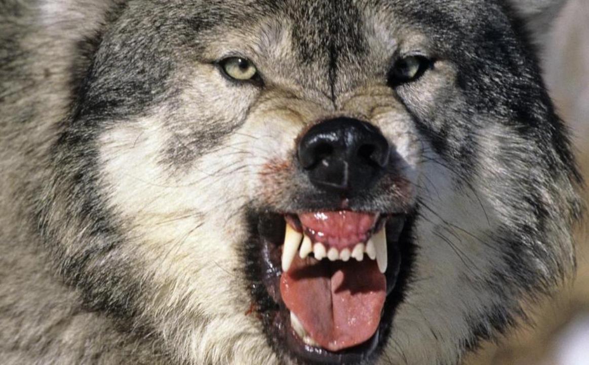 Волки растерзали домашнюю собаку в Карелии: дикие звери почти поселились в поселках - фото 1
