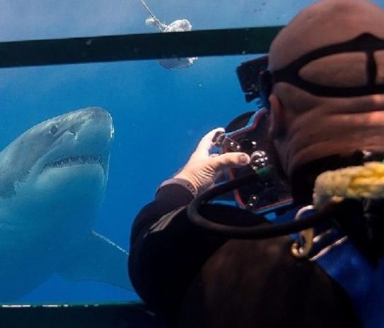 14 снимков акул от самого безбашенного фотографа на планете - фото 1