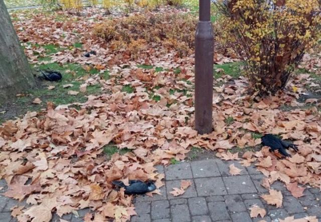 В Чистяковской роще Краснодара наблюдалась массовая гибель птиц - фото 1