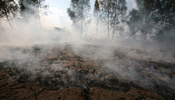 Торфяной пожар у Москвы остановили корреспонденты «ЭкоГрада» - фото 1