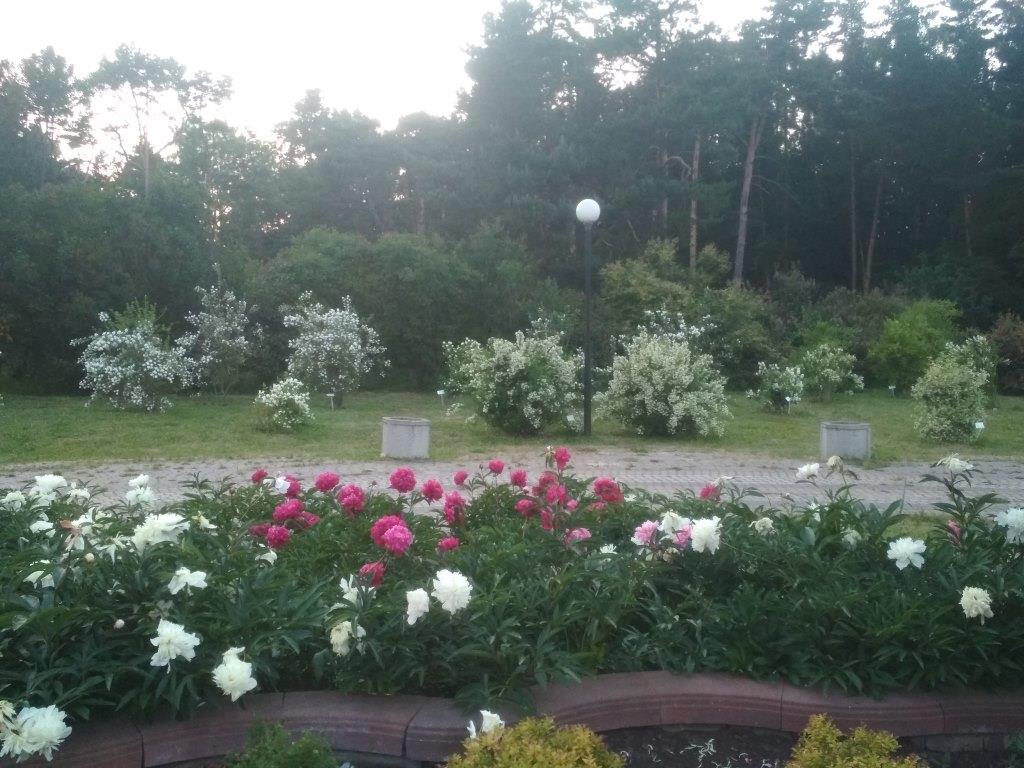В московских парках расцвели пионы и жасмин  - фото 1