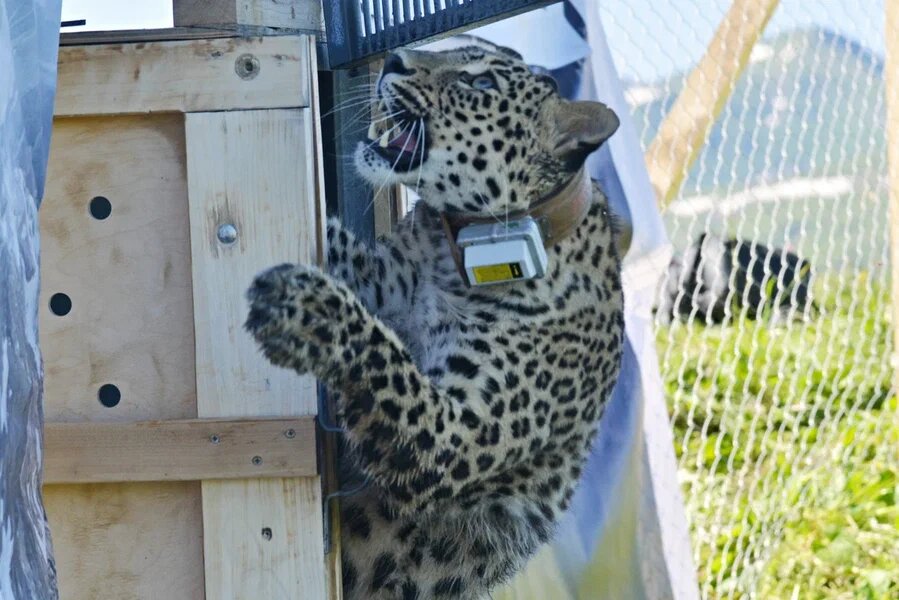 Выпуск самки переднеазиатского леопарда состоялся 14 июля на территории Кавказского заповедника - фото 1