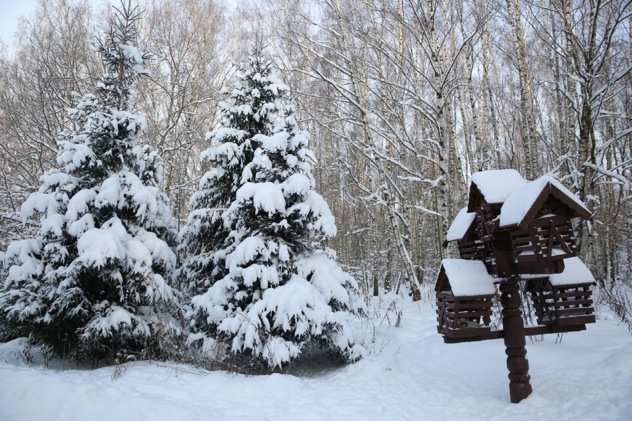 К зиме готовы: специалисты Мосприроды рассказали, как растения и животные встретили низкие морозы - фото 1