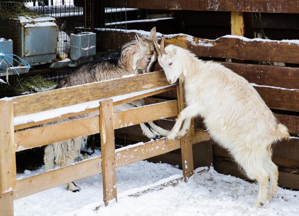 Лани, козы, фазаны: как отмечают Новый год животные в вольерных комплексах   - фото 1