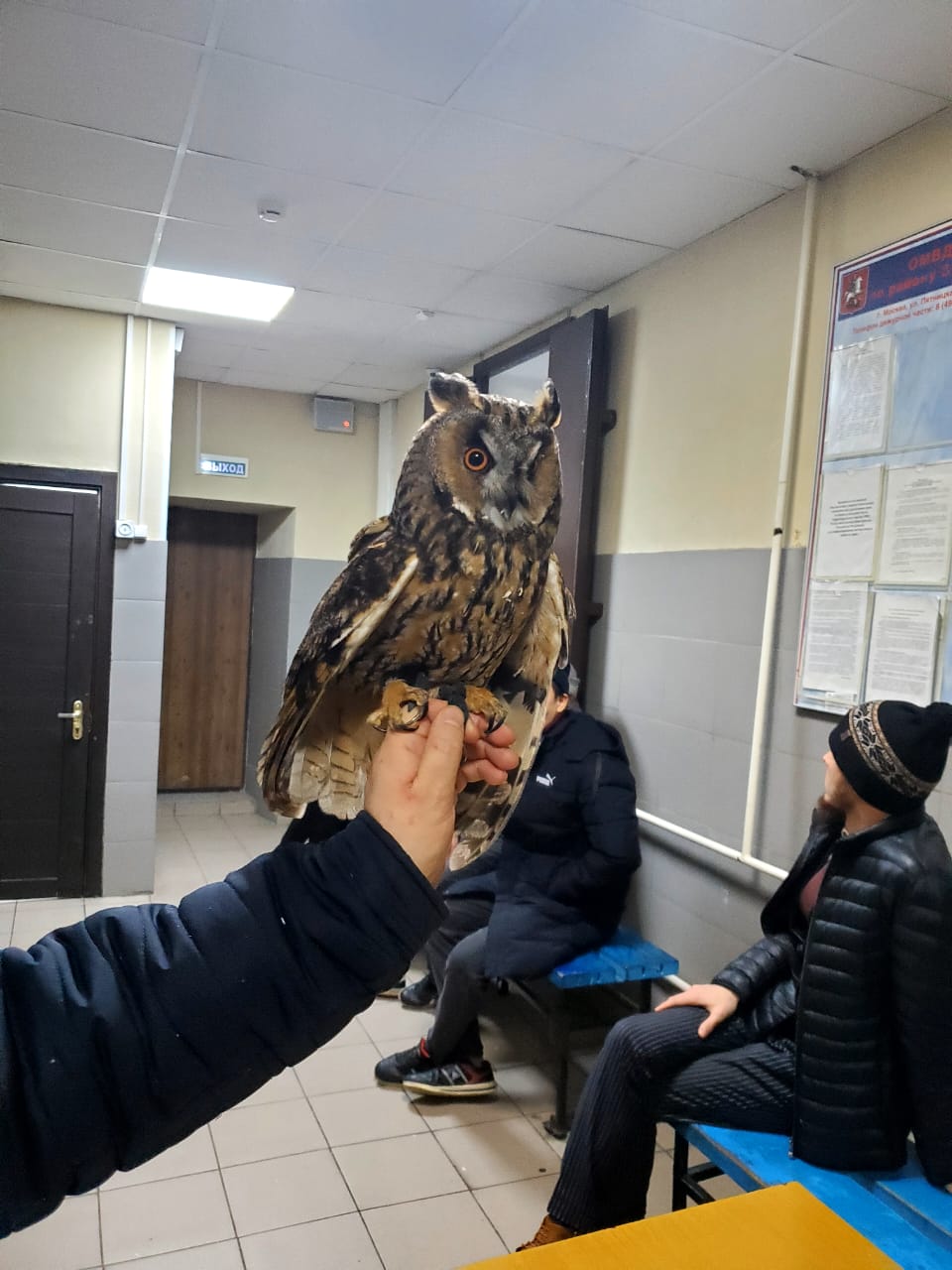 В центре Москвы спасли ушастую сову   - фото 1