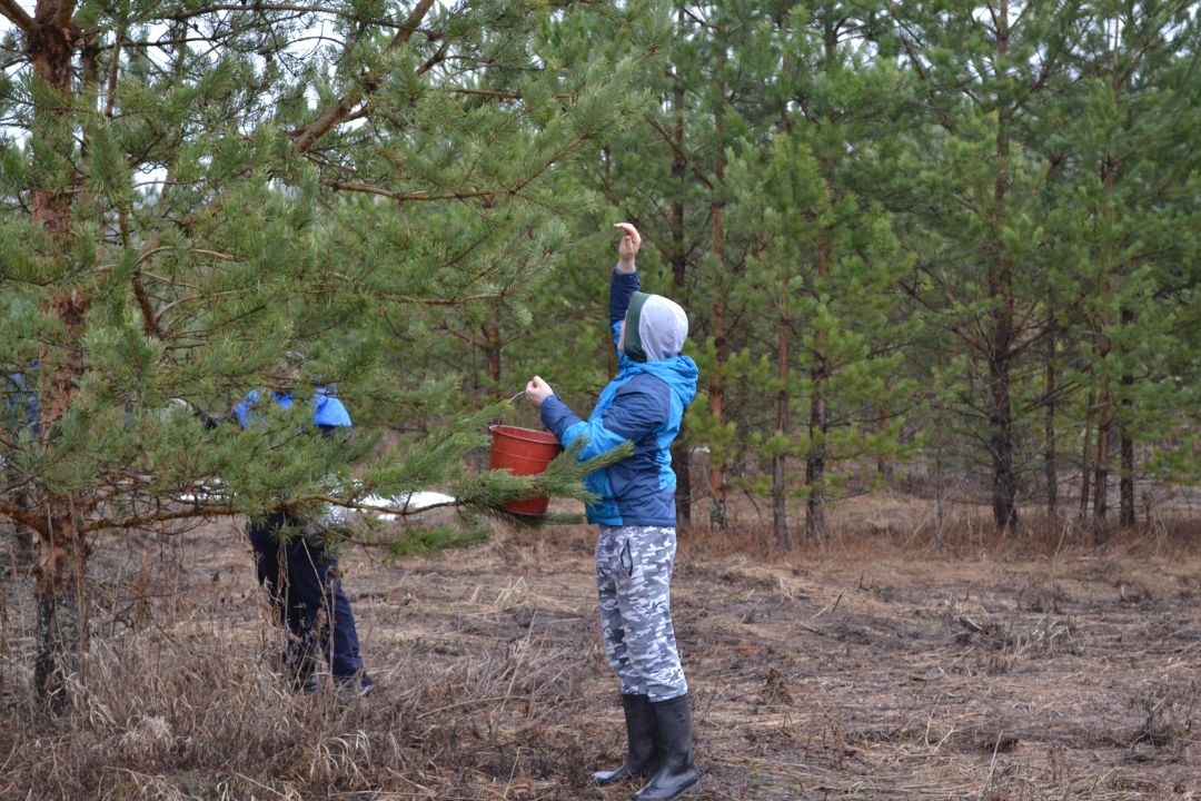 Владимирские специалисты лесного хозяйства провели традиционную акцию «Все начинается с семени!» - фото 6