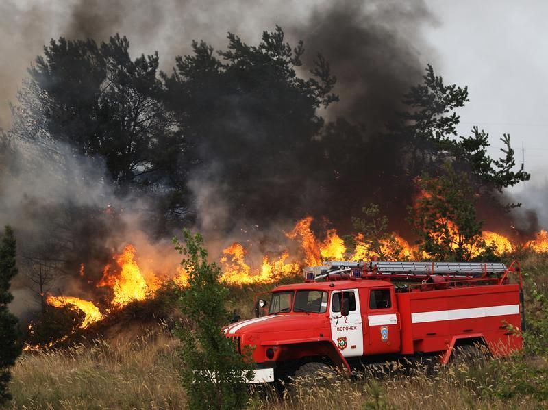 В Воронежской области площадь лесных пожаров в 2019 году уменьшилась в 15 раз - фото 1