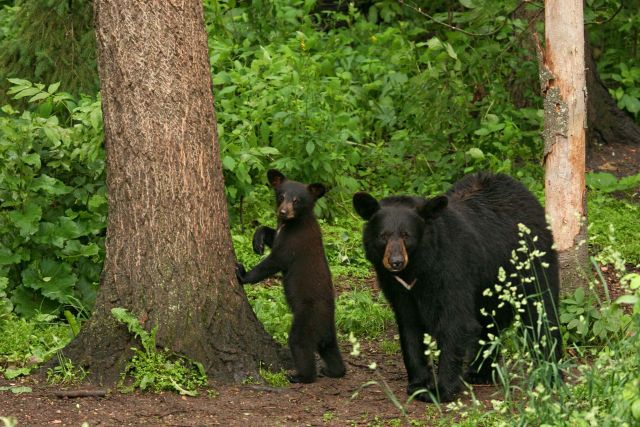 Гималайские медведи в окне в природу Василия Климова - фото 3