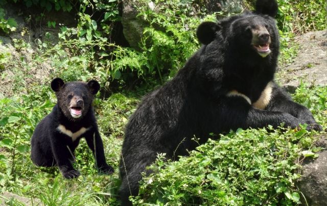 Гималайские медведи в окне в природу Василия Климова - фото 2