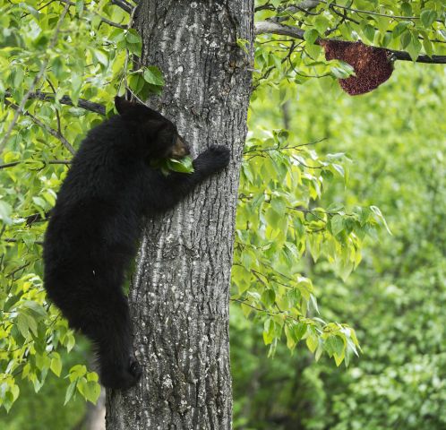 Гималайские медведи в окне в природу Василия Климова - фото 5