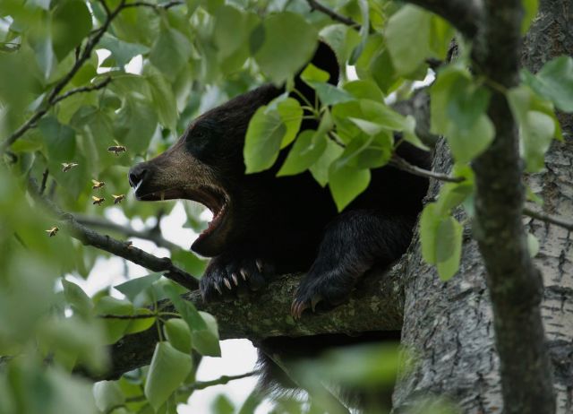Гималайские медведи в окне в природу Василия Климова - фото 7
