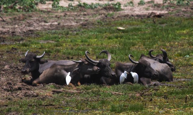Цапли и буйволиные скворцы в окне в мир Василия Климова - фото 9
