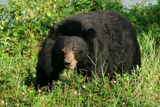Гималайские медведи в окне в природу Василия Климова - фото 8
