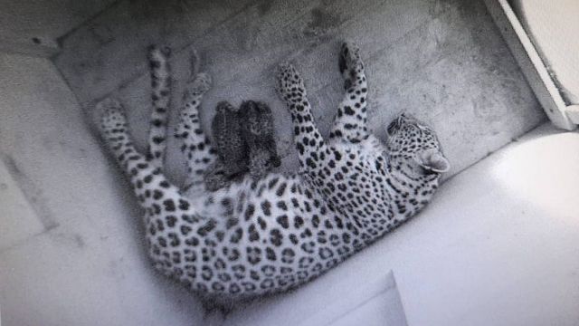 У шведских леопардов в Сочи родились котята - фото 1