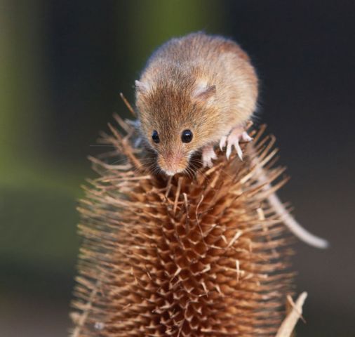 Украшение лугов - мышь-малютка. Окно в природу Василия Климова - фото 1