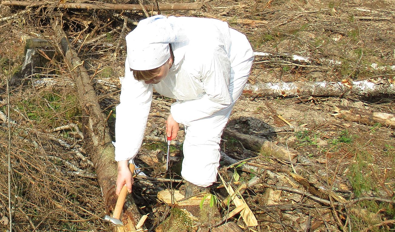 Лесозаготовителей Ярославской области проверили на соблюдение правил и норм обеспечения карантина растений - фото 1