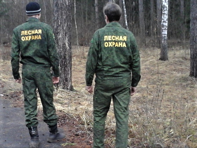 В Московской области за неделю проведено 450 патрулирований земель лесного фонда - фото 1