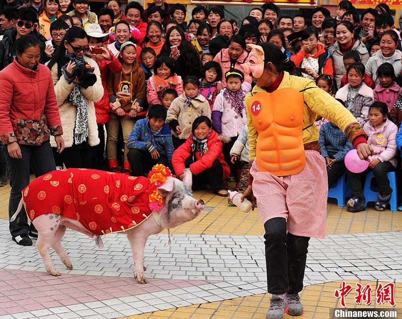 В провинции Сычуань стартовал свиноконкурс - фото 1